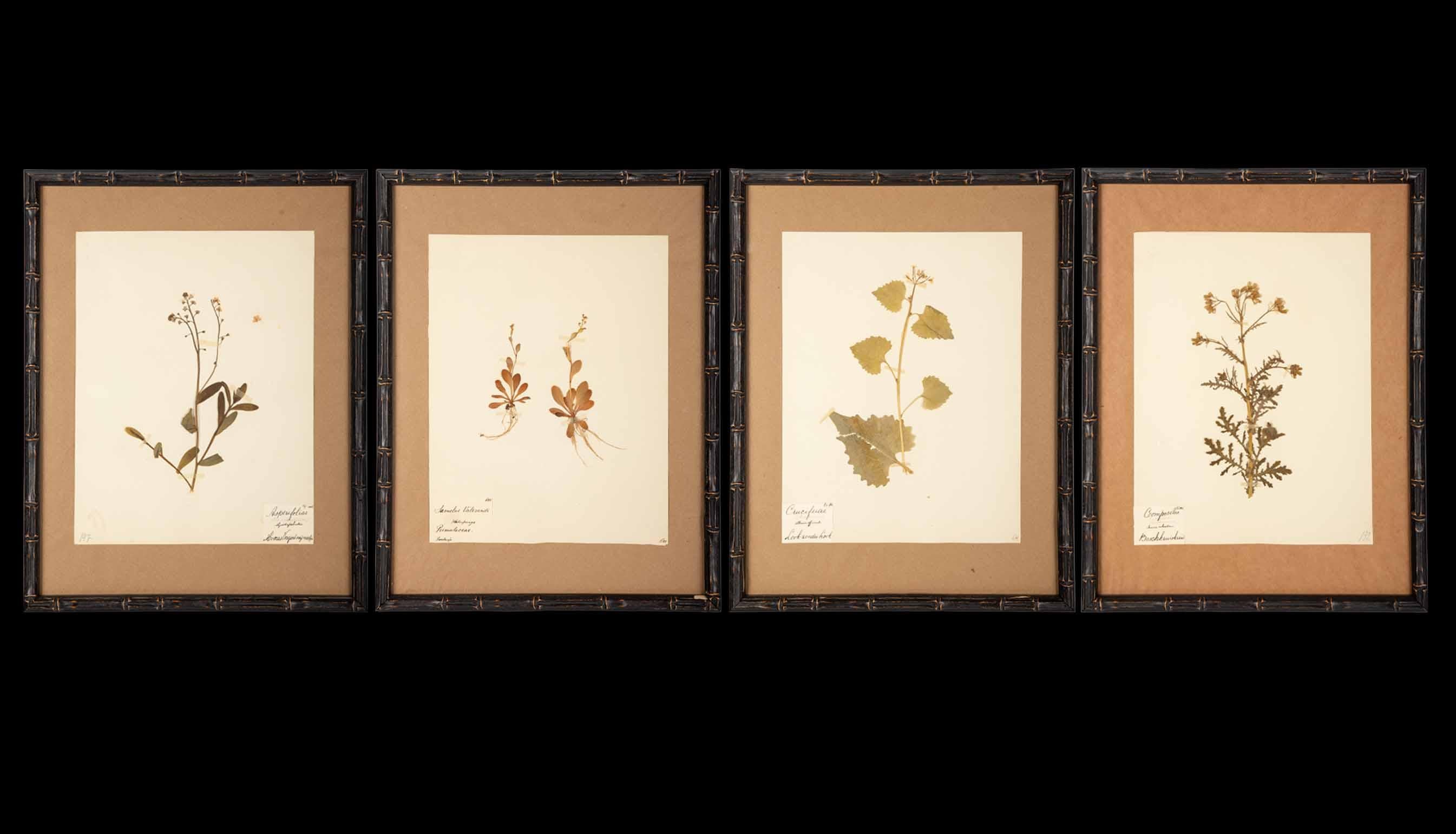 Faux Bamboo Pressed French 'Herbier' 
