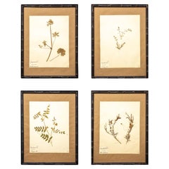 Pressed French 'Herbier' "Pressed Plant" Specimens in Ebonized Frame