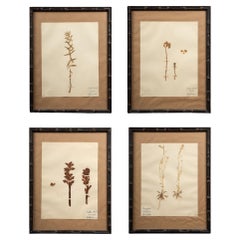 Französische gepresste „Herbier“ „Pressed Plant“-Exemplare in ebonisiertem Rahmen