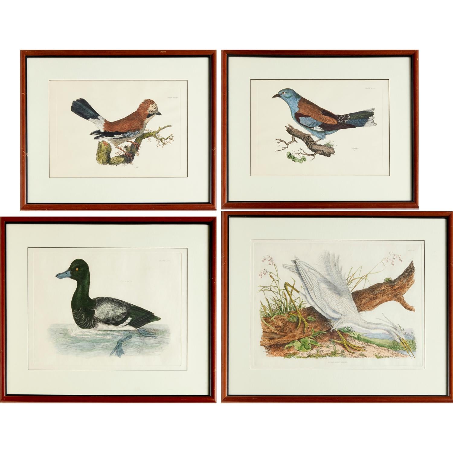 Aus Selby's Illustrations of British Ornithology (London: 1841-1846). Wahrscheinlich ein Nachdruck (20. Jh.), handkolorierte Drucke, geprägt mit Plattenmarken, darunter zwei nach Prideaux John Selby: 