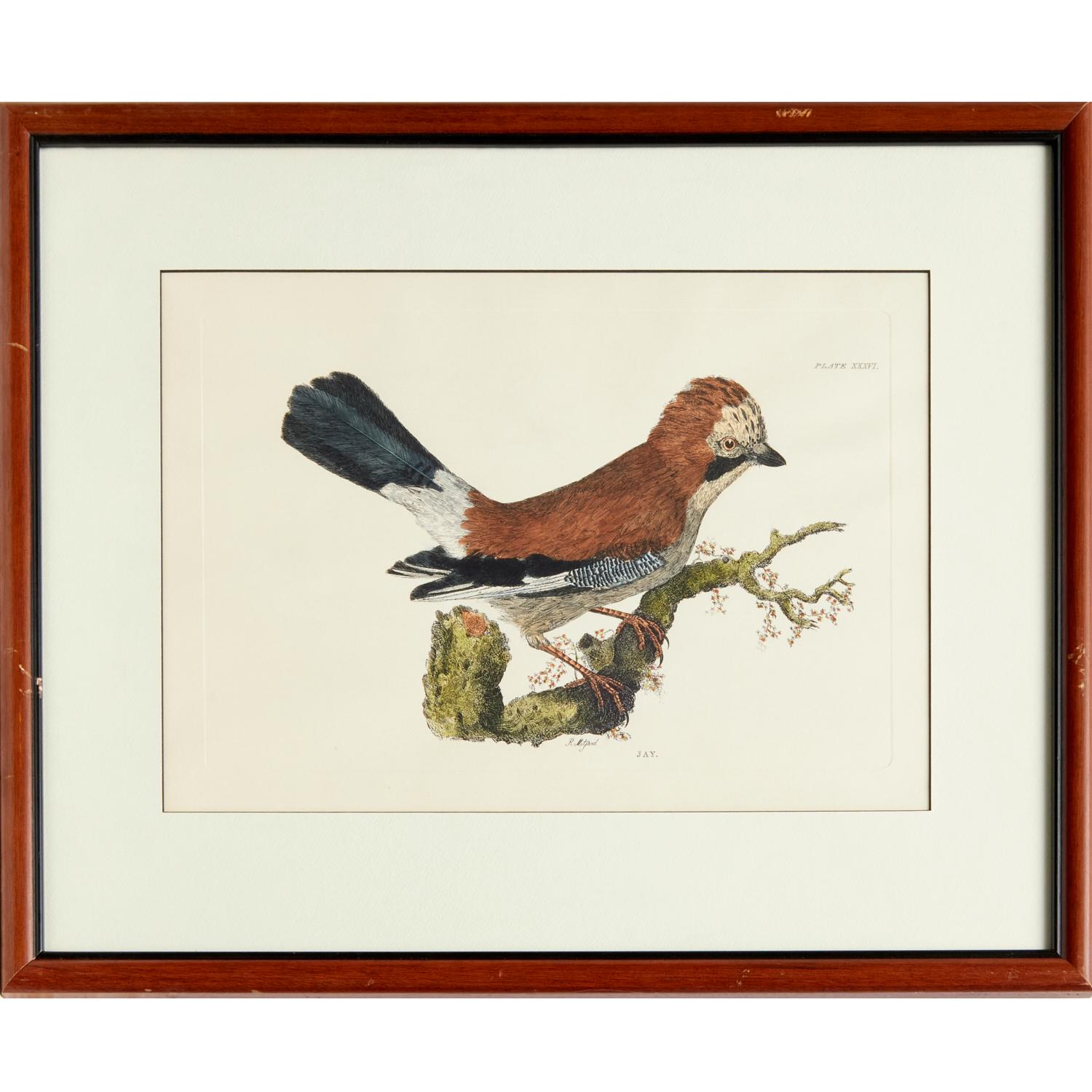 Prideaux John Selby und Robert Mitford, Prideaux  4 handkolorierte Restrike-Drucke von Vögeln (George IV.) im Angebot