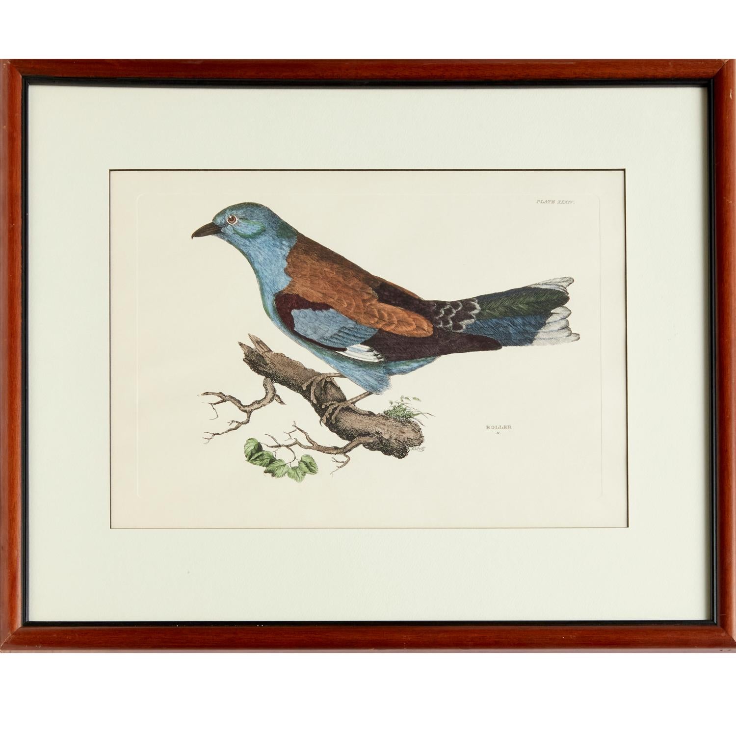 English Prideaux John Selby and Robert Mitford,  4 Hand Colored Restrike Prints of Birds For Sale