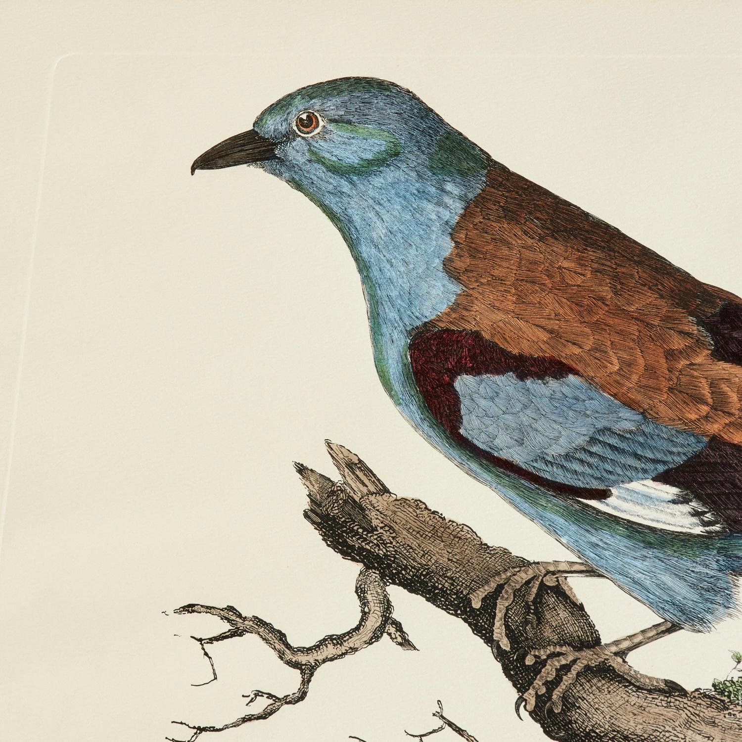 Hand-Painted Prideaux John Selby and Robert Mitford,  4 Hand Colored Restrike Prints of Birds For Sale