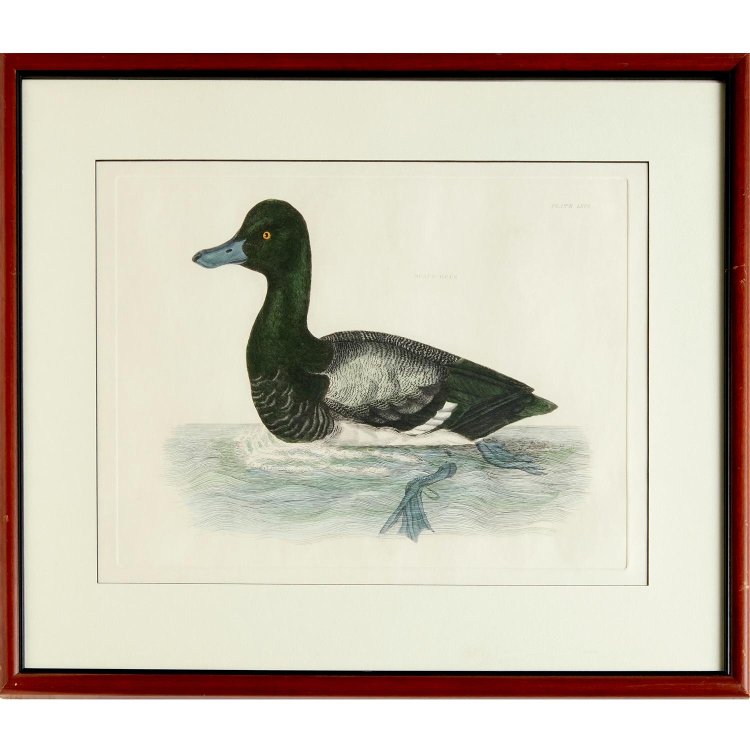 Glass Prideaux John Selby and Robert Mitford,  4 Hand Colored Restrike Prints of Birds For Sale