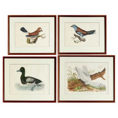 Prideaux John Selby et Robert Mitford  4 estampes d'oiseaux Restrike colorées à la main