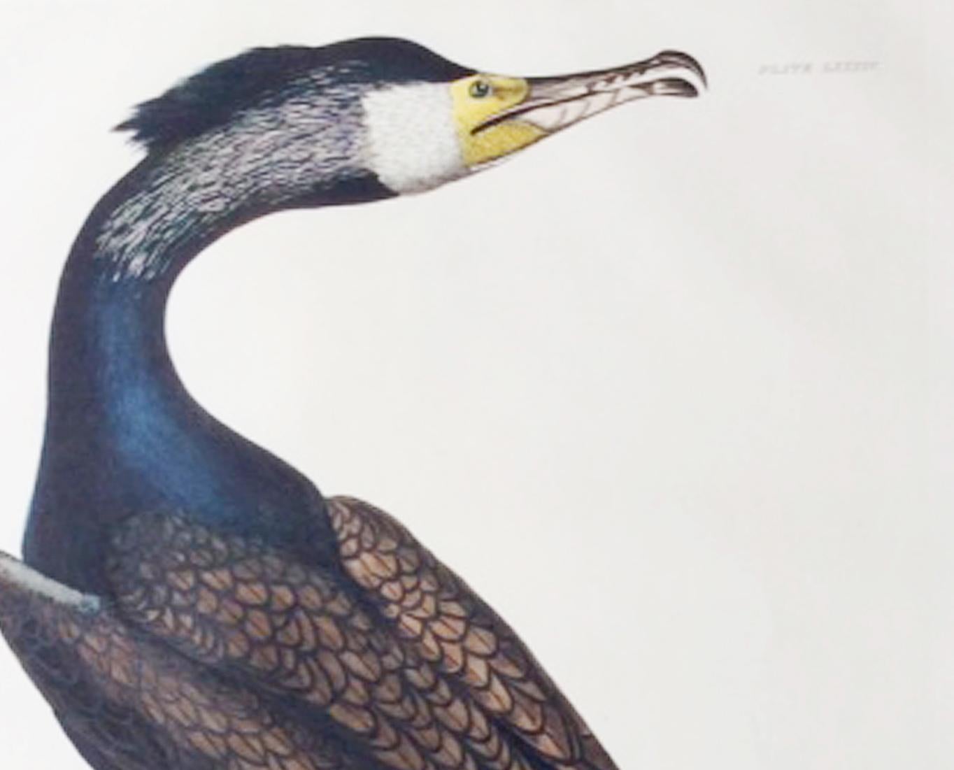 Prideaux John Selby large hand-colored copper plate engraving of a cormorant,
early 19th century

We have a second cormorant to match.

Engravings of British birds, with original hand coloring, paper watermarked “J Whatman” from:
Illustrations