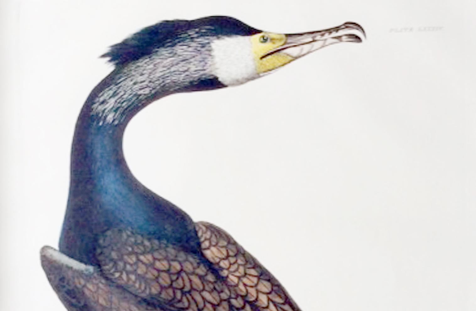 Georgian Prideaux John Selby Large Hand-Colored Copper Plate Engraving of a Cormorant
