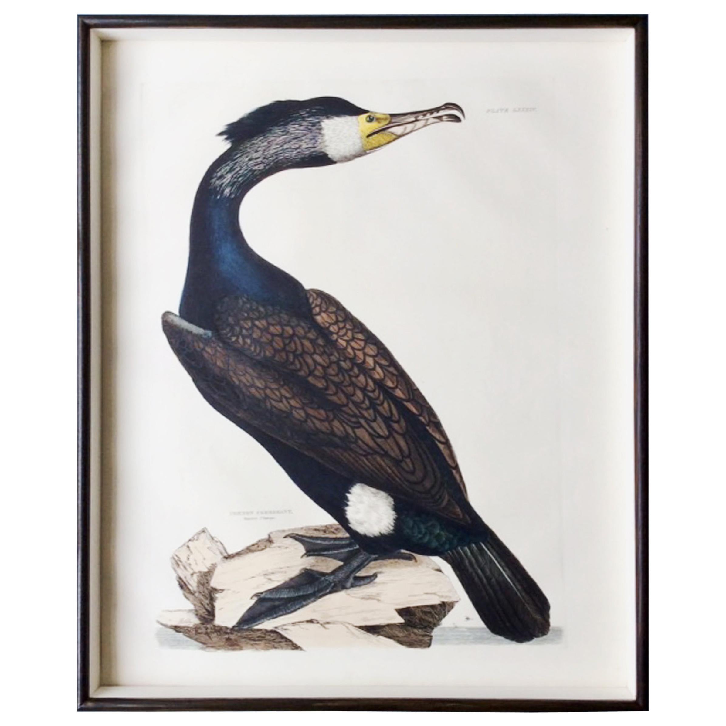 Prideaux John Selby Large Hand-Colored Copper Plate Engraving of a Cormorant