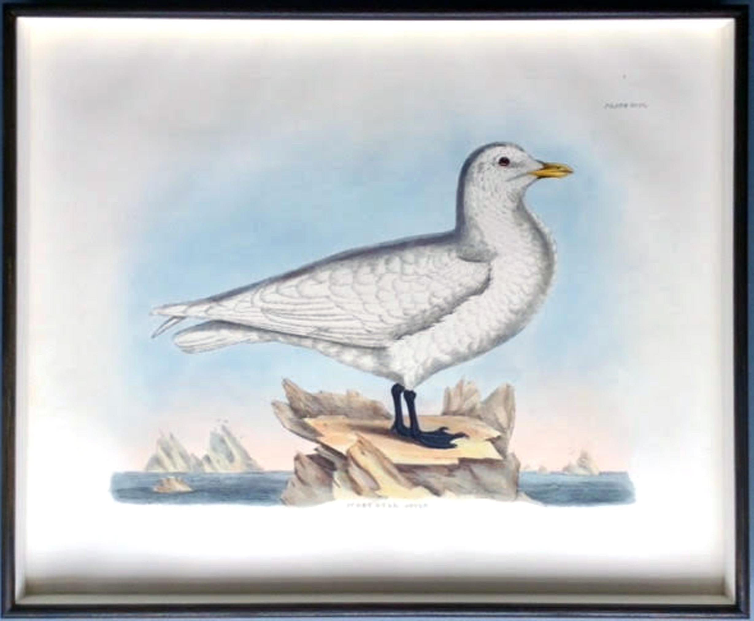 English Prideaux John Selby Large Hand Colored Copper Plate Engraving of a Seagull