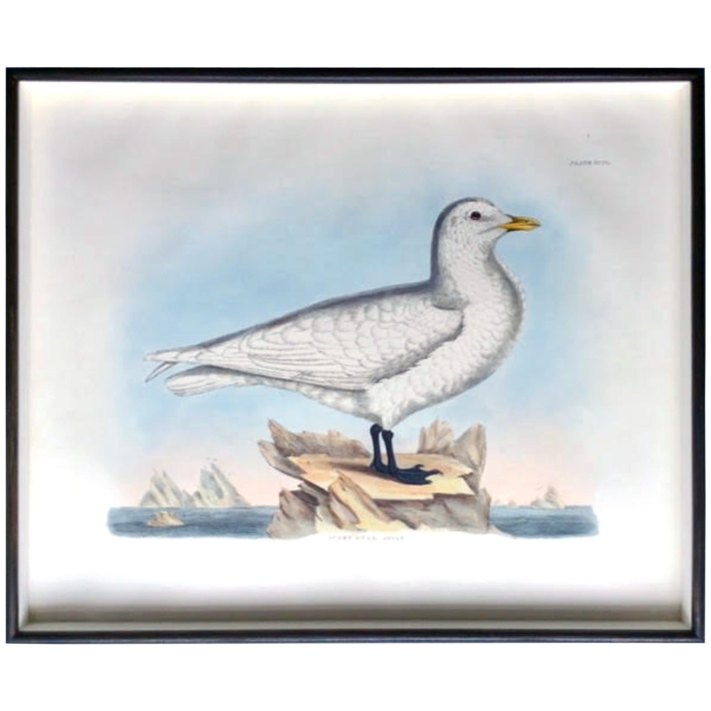 Prideaux John Selby Large Hand Colored Copper Plate Engraving of a Seagull