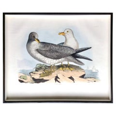 Prideaux John Selby Large Hand Colored Copper Plate Engraving of Seagulls