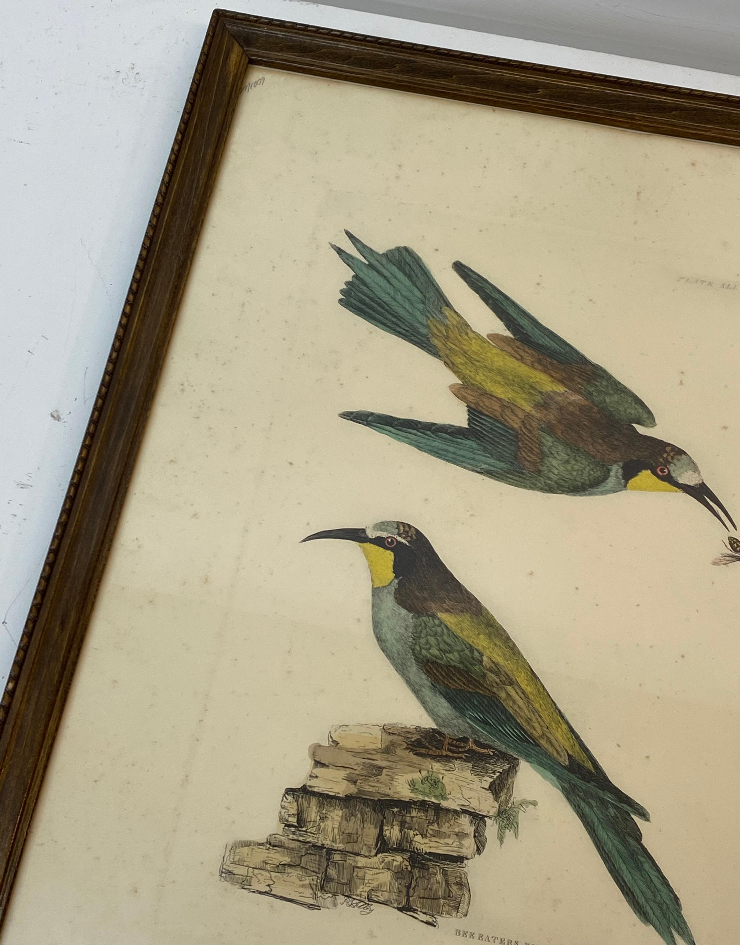 Gravure colorée à la main Prideaux John Selby « Bee Eaters European M&F », vers les années 1820 en vente 2