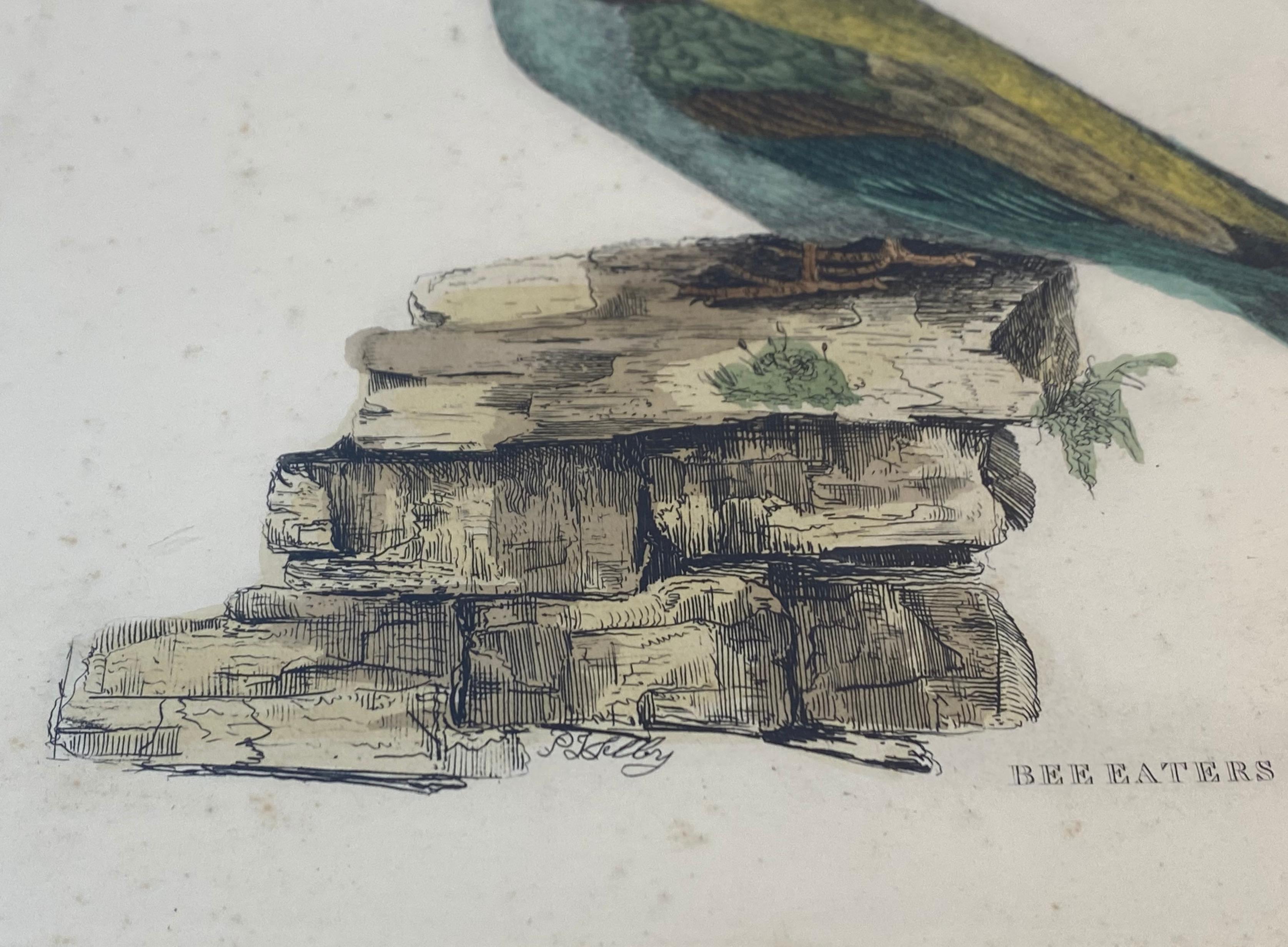 Gravure colorée à la main Prideaux John Selby « Bee Eaters European M&F », vers les années 1820 en vente 6