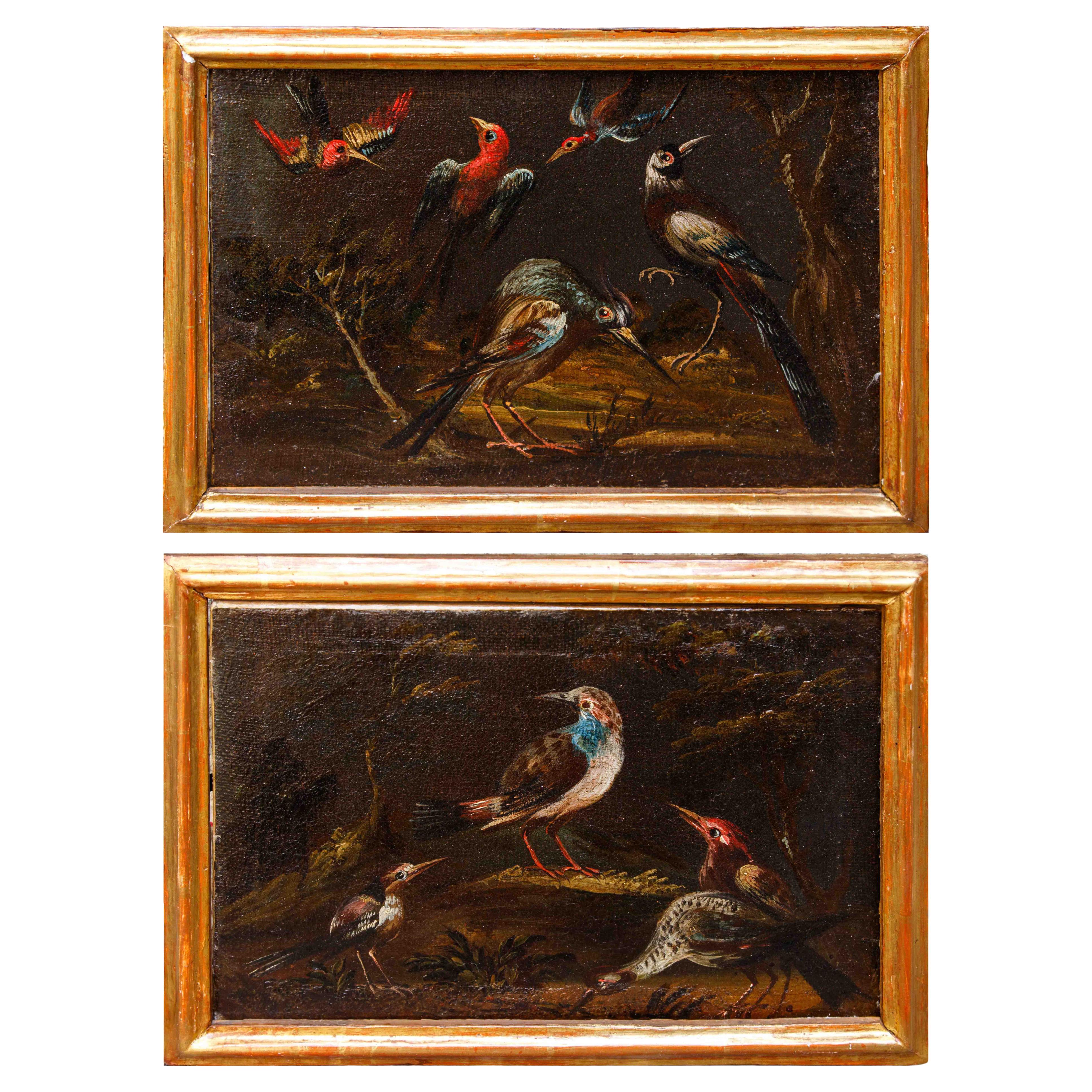 Prima metà del XVIII secolo, scuola bresciana, Coppia di nature vive con uccelli im Angebot