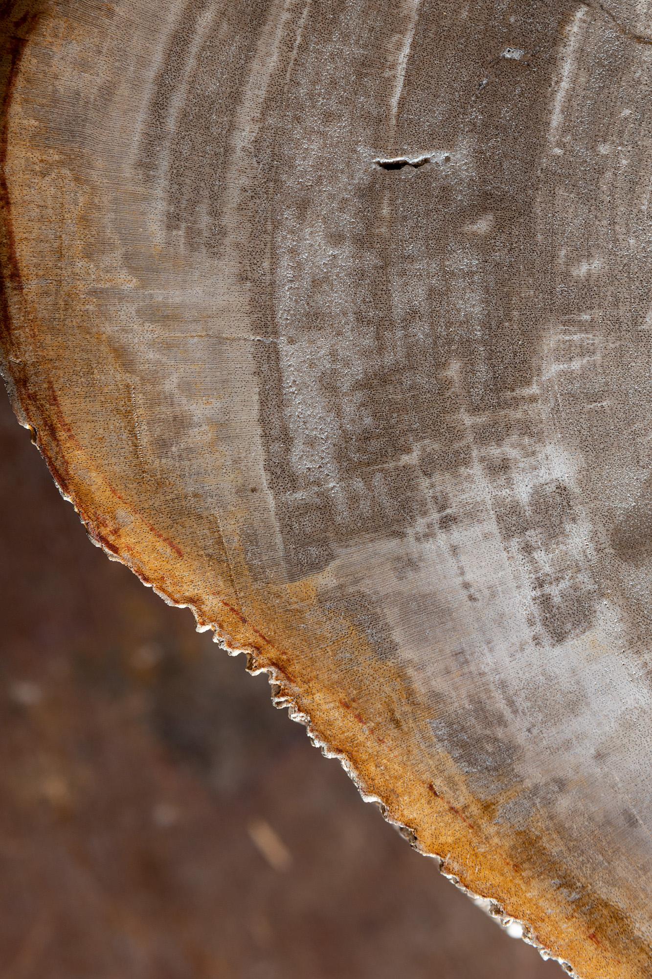 Primitive Petrified Wood Stump Form Side Table 2