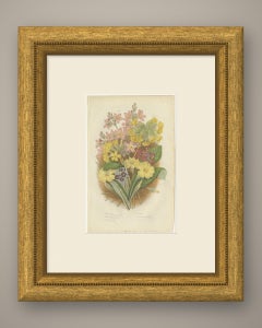 Primroses, Cowslip and Bird's Eye, Antique Spring Flower Print, circa 1873