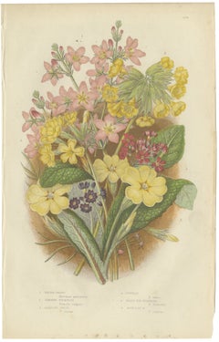 Primroses, Cowslip and Bird's Eye, Antique Spring Flower Print, circa 1873