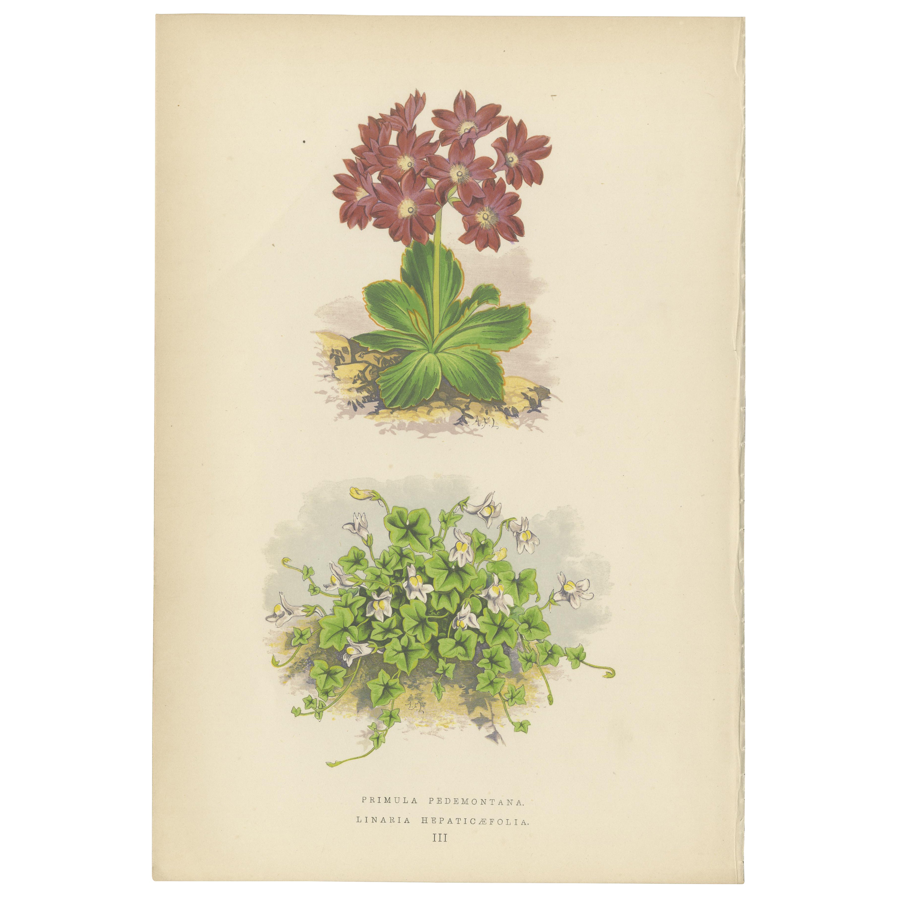 Primula Pedemontana and Alpine Toadflax, Hand-Coloured Print, 1874