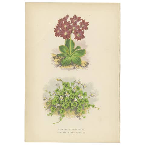 Primula Pedemontana and Alpine Toadflax, Hand-Coloured Print, 1874