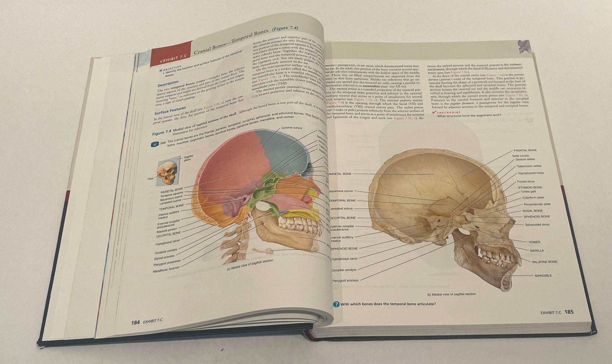 XXI secolo e contemporaneo Principi di Anatomia Umana Di Gerard J. Tortora Mark Nielsen 2012 in vendita