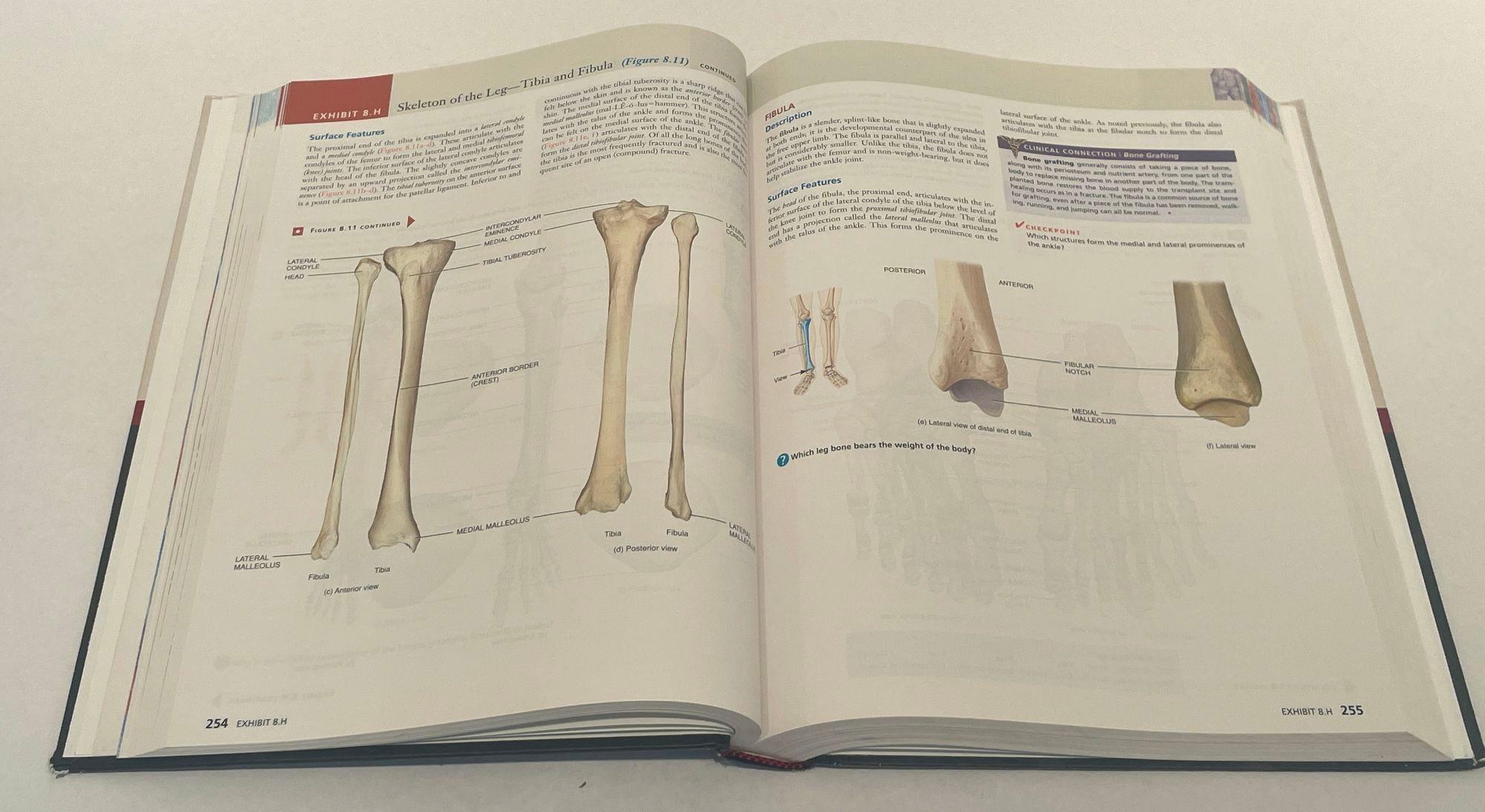 Carta Principi di Anatomia Umana Di Gerard J. Tortora Mark Nielsen 2012 in vendita