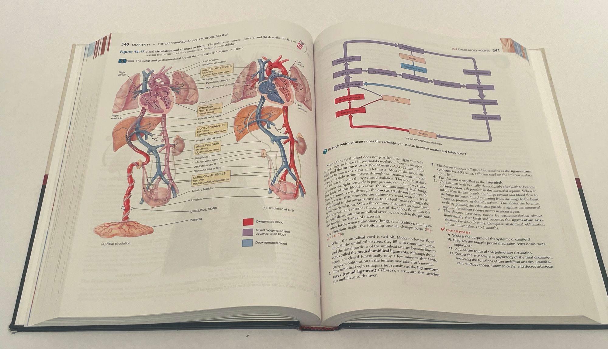 Principi di Anatomia Umana Di Gerard J. Tortora Mark Nielsen 2012 in vendita 1