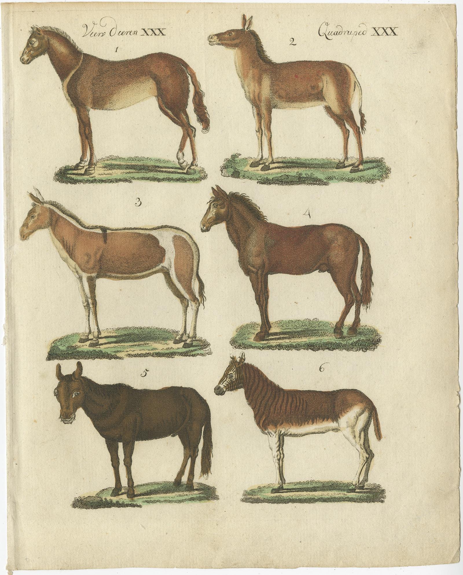 Antique print titled 'Vierv. Dieren XXX, Quadruped XXX'. 

This animal print depicts 1. Wilde paard, 2. Wilde halfezel, 3. Woud-Ezel, 4. Muildier, 5. Muilezel, 6. Quagga (horses/donkeys). This engraved print originates from a very rare unknown