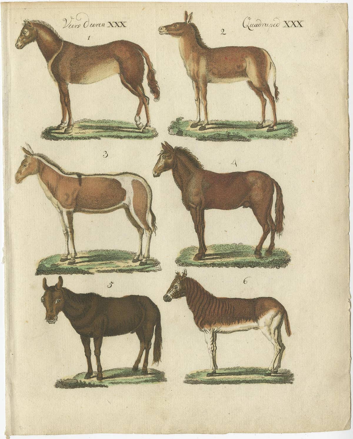Print from a Rare Unknown Dutch work Showing Mules, Horses, Donkeys, etc., 1800