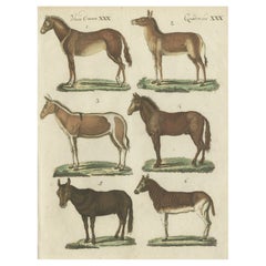 Stampa da una rara opera olandese sconosciuta che mostra muli, cavalli, asini, ecc., 1800