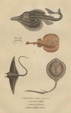 Print of a Guitarfish, Common Torpedo, Stingray & Devil fish or Giant Devil Ray