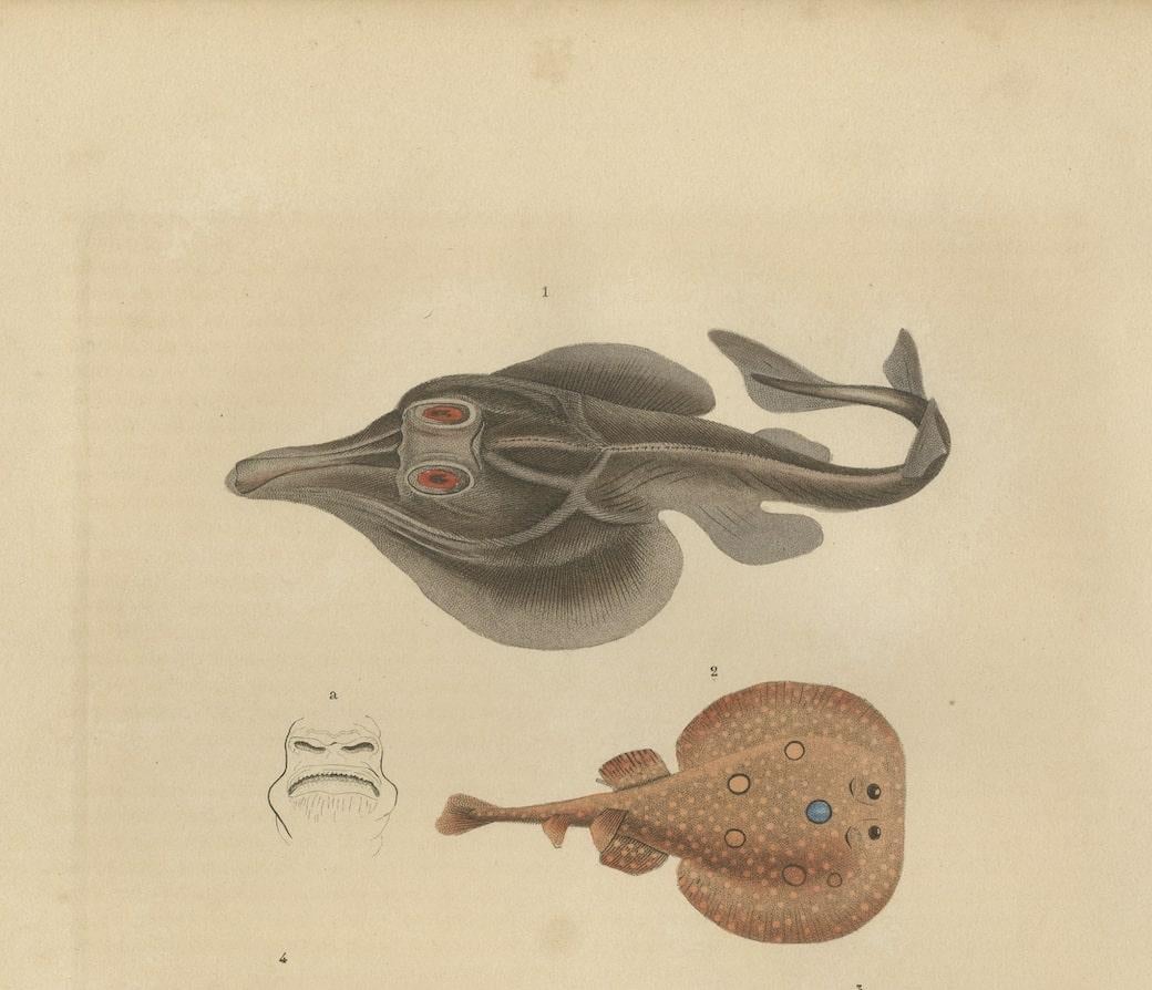 Print of a Guitarfish, Common Torpedo, Stingray & Devil fish or Giant Devil Ray In Good Condition For Sale In Langweer, NL