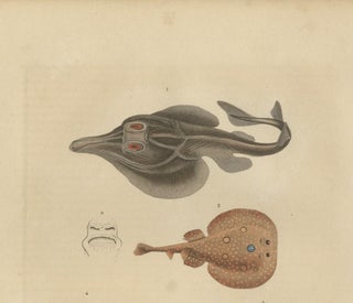 Print of a Guitarfish, Common Torpedo, Stingray & Devil fish or Giant Devil Ray, view 3