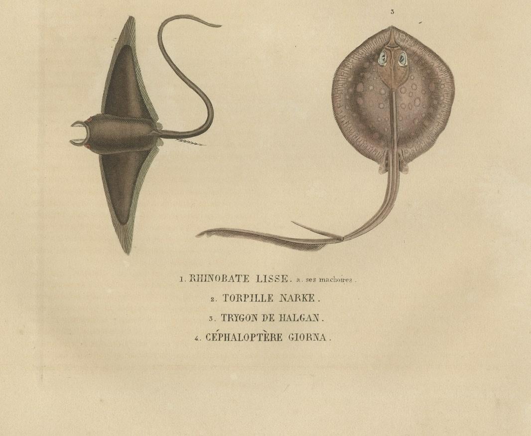 Mid-19th Century Print of a Guitarfish, Common Torpedo, Stingray & Devil fish or Giant Devil Ray For Sale