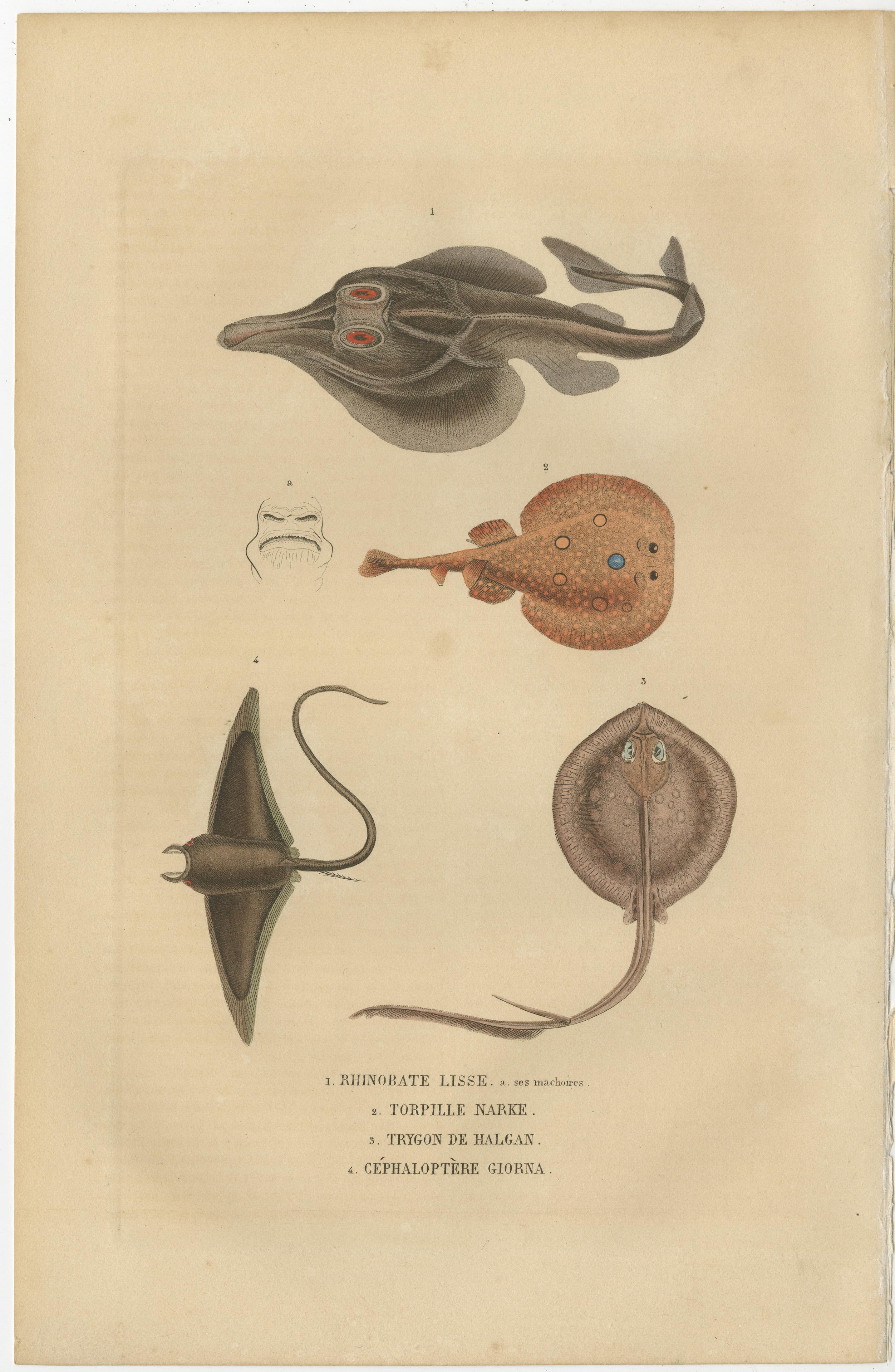 Paper Print of a Guitarfish, Common Torpedo, Stingray & Devil fish or Giant Devil Ray For Sale