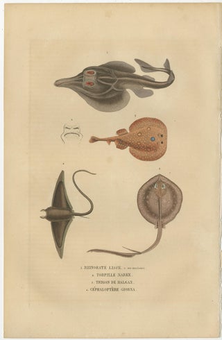 Print of a Guitarfish, Common Torpedo, Stingray & Devil fish or Giant Devil Ray, view 5