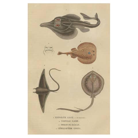 Print of a Guitarfish, Common Torpedo, Stingray & Devil fish or Giant Devil Ray