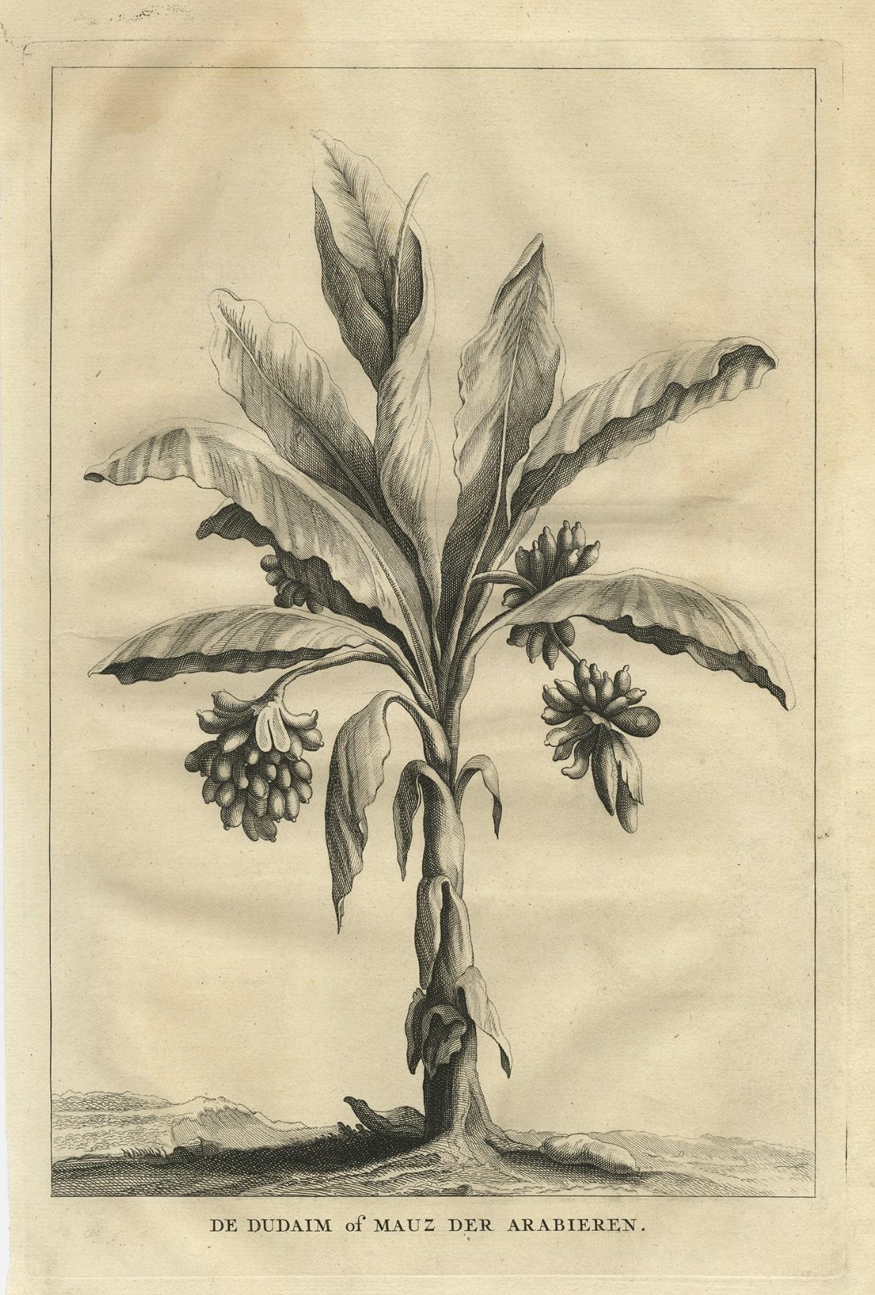 Antique print, titled: 'De Dudaim of Mauz der Arabieren' - 

This original old antique print shows the Dudaim or Mauz of the Arabs. Mandragora officinarum is a species of the plant genus mandrake. Historically, it has been associated with a