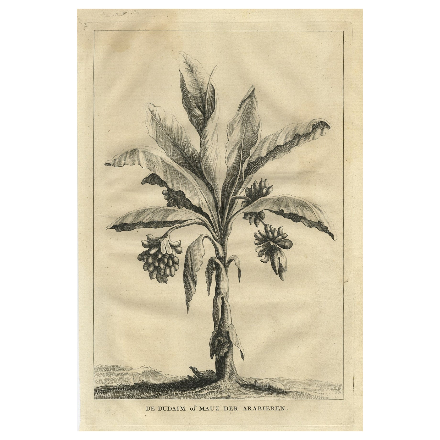 Print of The Dudaim or Mauz of the Arabs, Species of the Genus Mandrate, 1725 For Sale