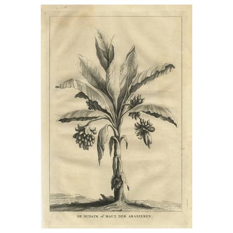 Print of The Dudaim or Mauz of the Arabs, Species of the Genus Mandrate, 1725