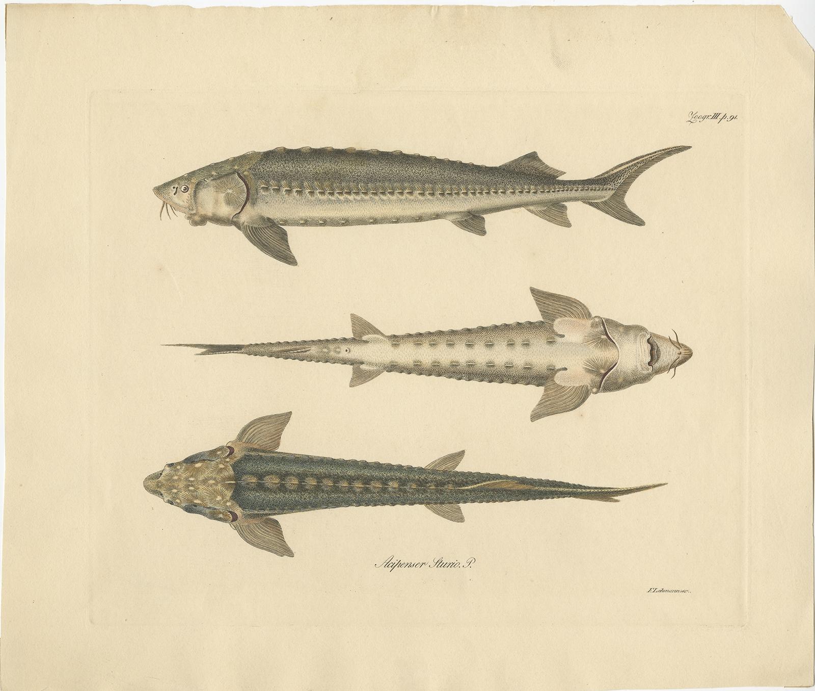 Antique print titled 'Acipenser Sturio'. 

Print of the European sea sturgeon, also known as the Atlantic sturgeon or common sturgeon. Source unknown, to be determined.

Artists and Engravers: Engraved by Lehmann.
