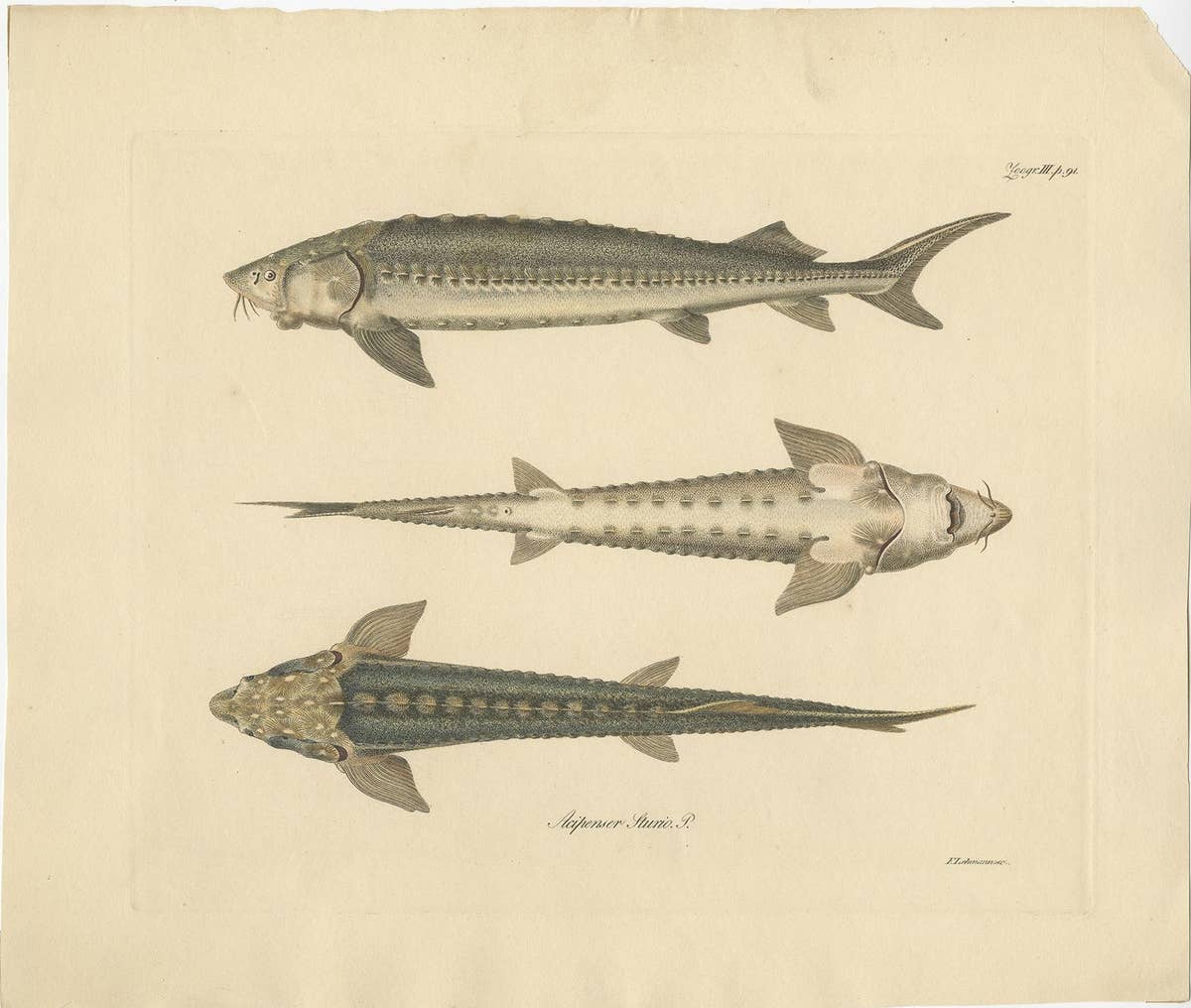Print of the European Sea Sturgeon or the Atlantic or Common Sturgeon, ca.1860