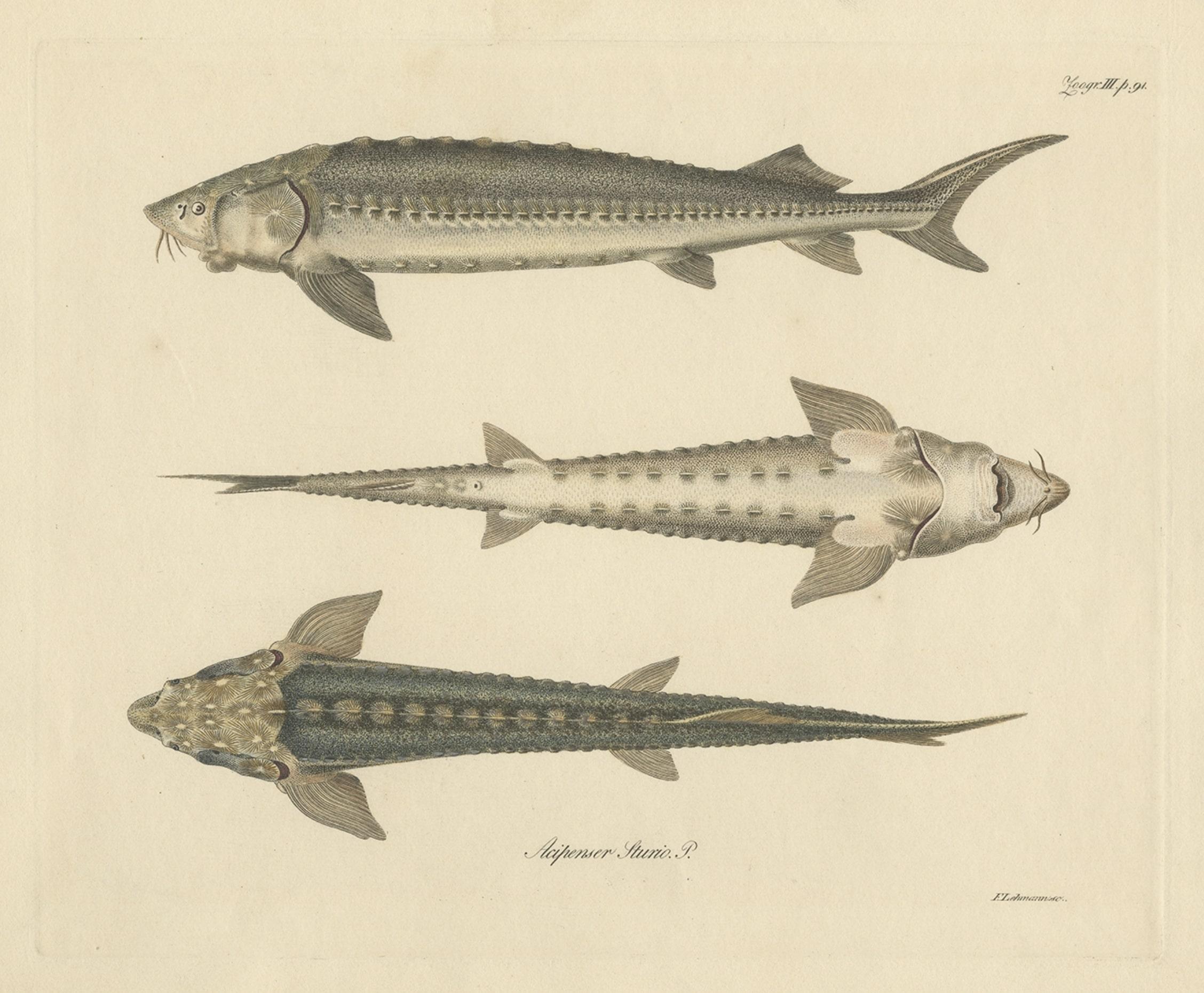 Print of the European Sea Sturgeon or the Atlantic or Common Sturgeon, ca.1860 In Good Condition For Sale In Langweer, NL
