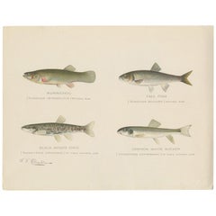 Used Print of the Mummichog, Fall Fish and Others Made after Denton, circa 1902