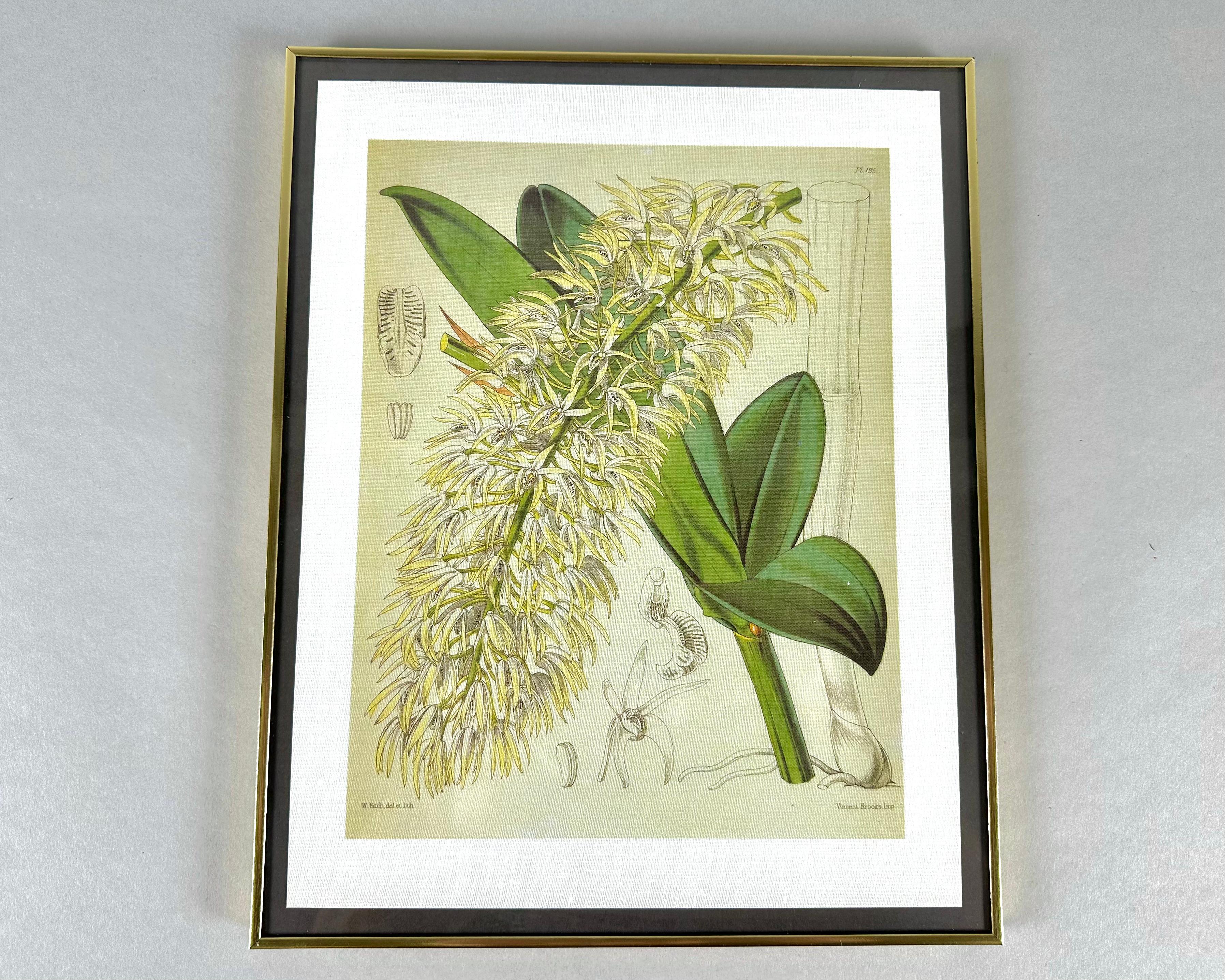 Set of 2 vintage botanical textile  prints in beautiful gold frames.

Wonderful details, colors and natural history feel.

The paintings are images of Dendrobium hillii and Christmas orchids made in natural colors.

Flowers create an atmosphere of