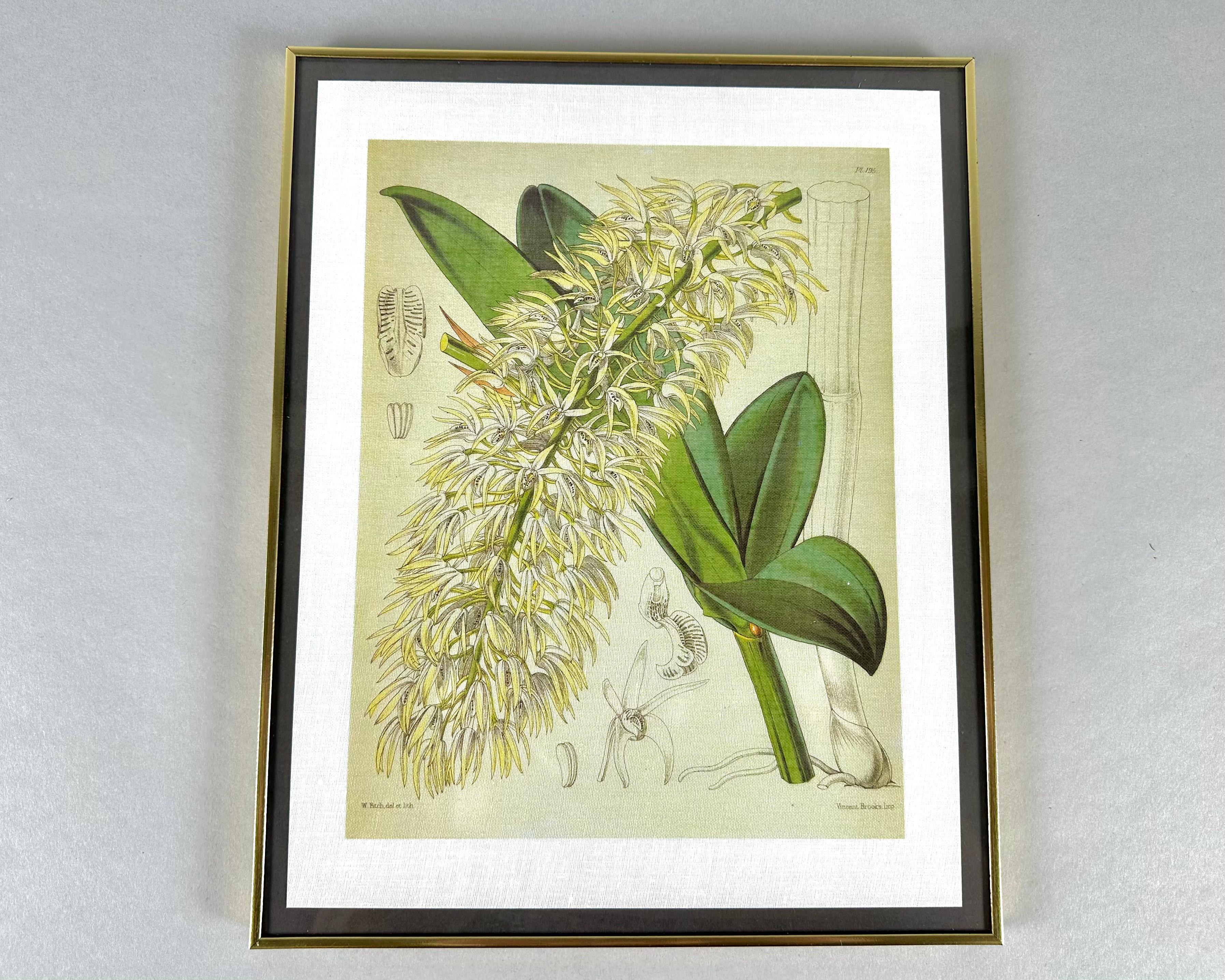 Set di 2 tessuti botanici d'epoca  stampe in splendide cornici dorate.

Meravigliosi dettagli, colori e atmosfera da storia naturale.

I dipinti sono immagini di Dendrobium hillii e orchidee di Natale realizzate con colori naturali.

I fiori creano