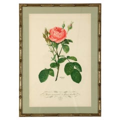 Prints from France in Faux Bamboo Frames