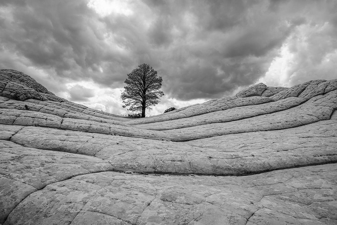 Black and White Photograph Priscilla Rattazzi - Ponderosa Pine, poche blanche