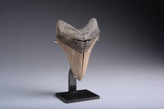 Pristine Megalodon Shark Tooth Fossil