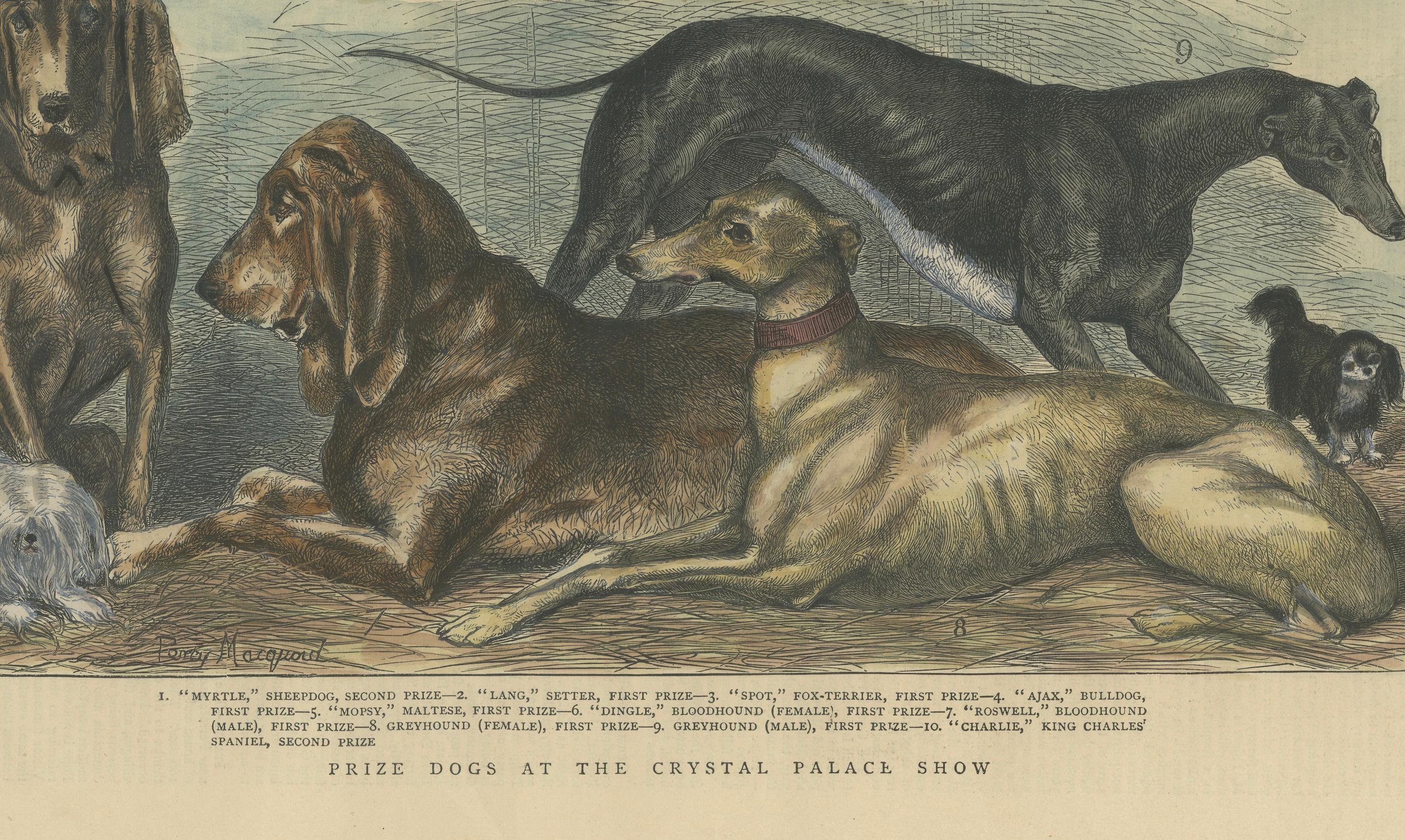 Titel: Prize Dogs at the Crystal Palace Show - Veröffentlicht in *The Graphic*, 15. Juni 1872.

Beschreibung: Dieser handkolorierte Stich, der am 15. Juni 1872 in *The Graphic* veröffentlicht wurde, zeigt eine Reihe von preisgekrönten Hunden der