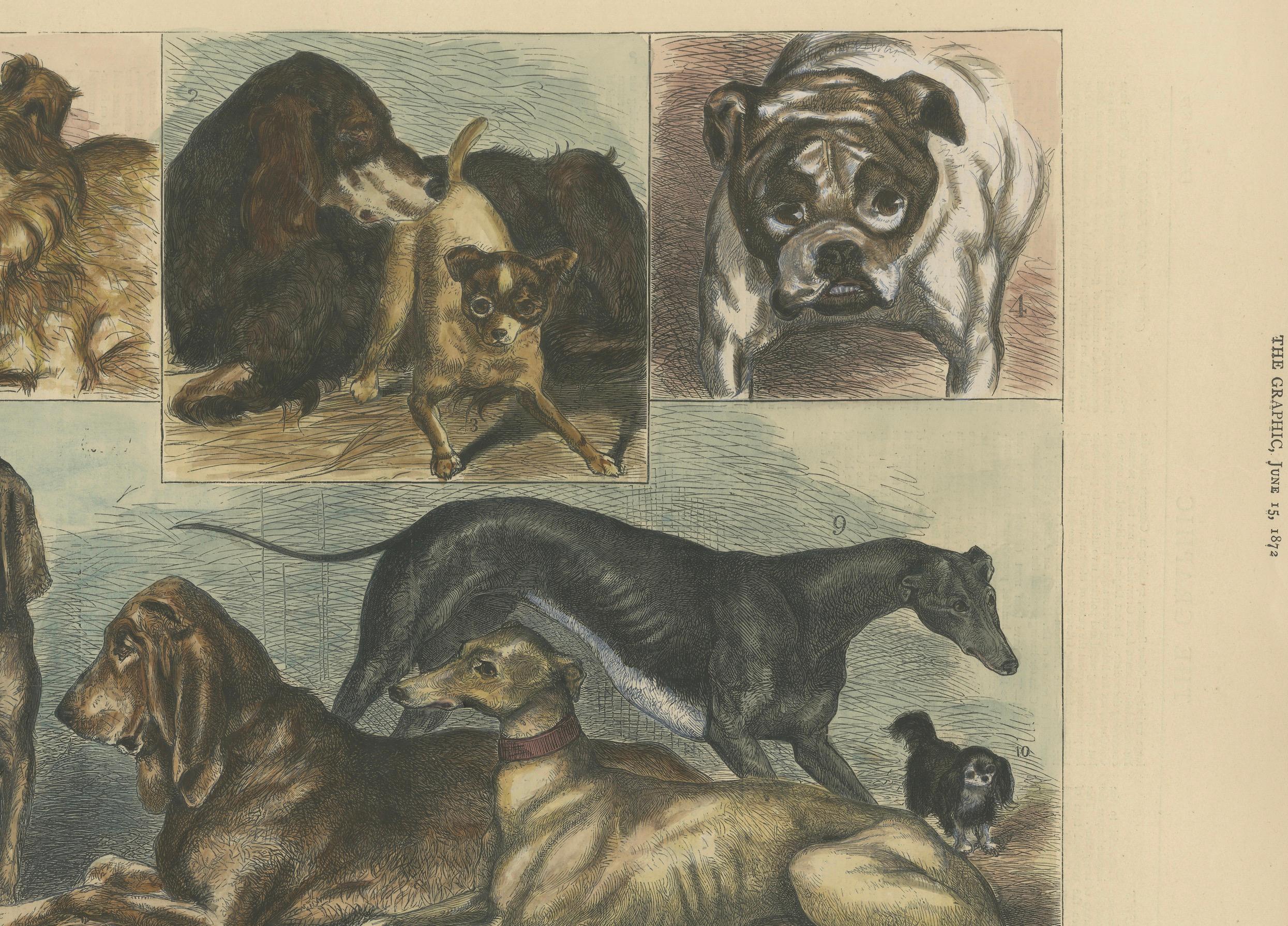 Prize-Hunde bei der Crystal Palace Show, veröffentlicht in The Graphic, 15. Juni 1872 (Englisch) im Angebot